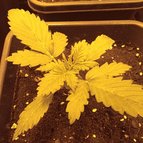 Gorila glue auto growlog timeline photo