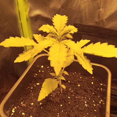 Gorila glue auto growlog timeline photo