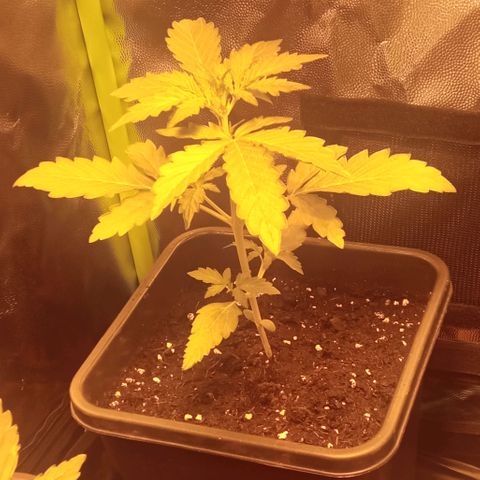 Gorila glue auto growlog timeline photo