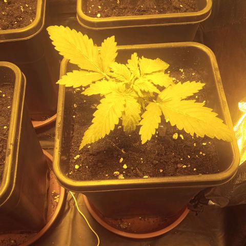 Gorila glue auto growlog timeline photo