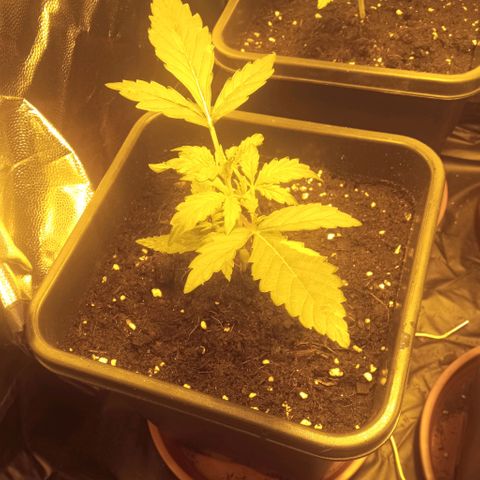 Gorila glue auto growlog timeline photo