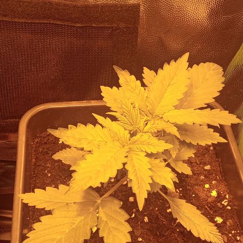 Gorila glue auto growlog photo: Una de ellas preventa deformaciones pequeñas y daños en las hojas, 3 de las 4 quedaron pequeñas como si no siguieran el ritmo de la más grande 
