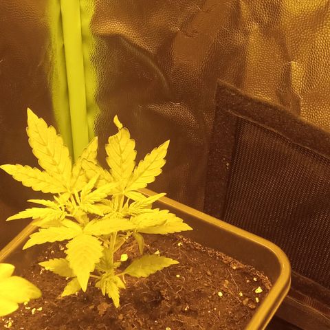Gorila glue auto growlog photo: Una de ellas preventa deformaciones pequeñas y daños en las hojas, 3 de las 4 quedaron pequeñas como si no siguieran el ritmo de la más grande 