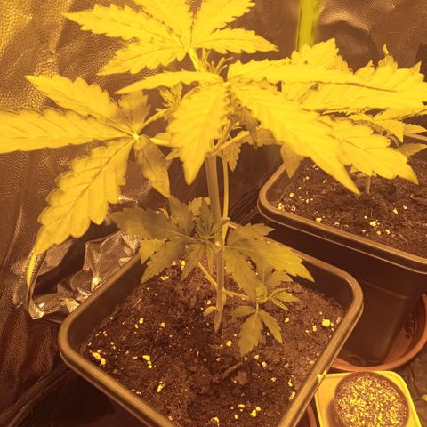Gorila glue auto growlog photo: Una de ellas preventa deformaciones pequeñas y daños en las hojas, 3 de las 4 quedaron pequeñas como si no siguieran el ritmo de la más grande 