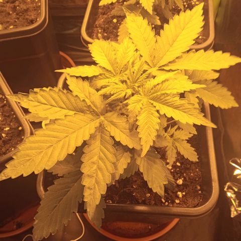 Gorila glue auto growlog timeline photo