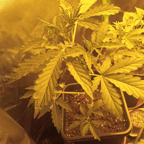 Gorila glue auto growlog timeline photo
