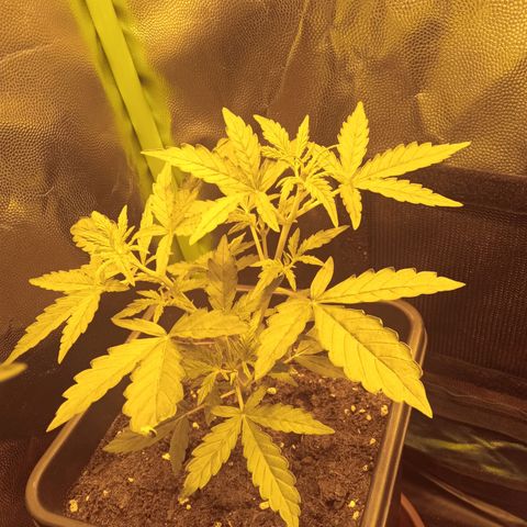 Gorila glue auto growlog timeline photo