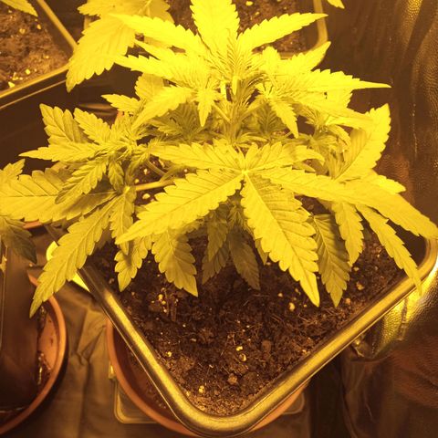 Gorila glue auto growlog photo: Una de las 3 tomo altura rápido, las otras 3 avanzan bien pero un poco más lento