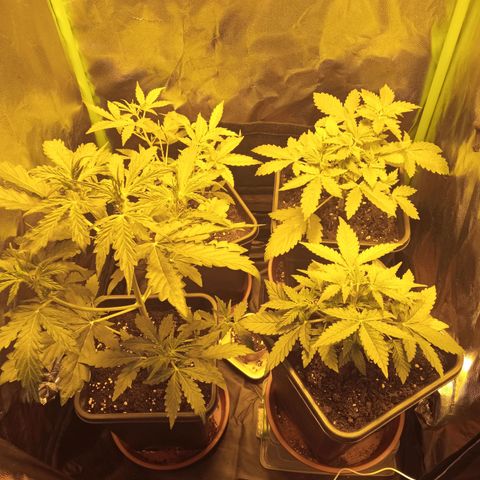 Gorila glue auto growlog photo: Una de las 3 tomo altura rápido, las otras 3 avanzan bien pero un poco más lento