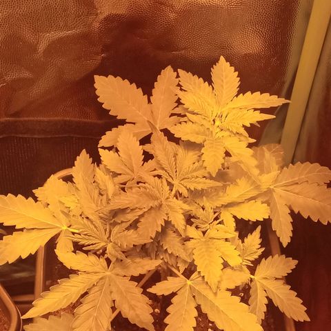 Gorila glue auto growlog photo: Una de las 3 tomo altura rápido, las otras 3 avanzan bien pero un poco más lento