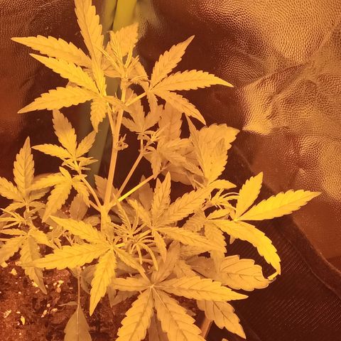Gorila glue auto growlog photo: Una de las 3 tomo altura rápido, las otras 3 avanzan bien pero un poco más lento