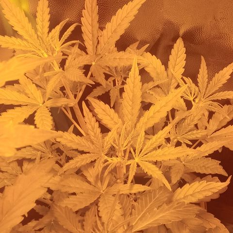 Gorila glue auto growlog timeline photo