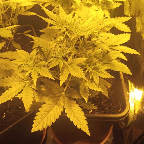 Gorila glue auto growlog timeline photo