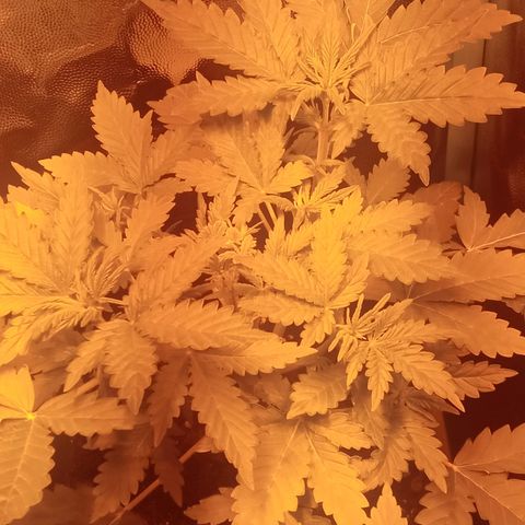 Gorila glue auto growlog timeline photo