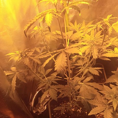 Gorila glue auto growlog timeline photo