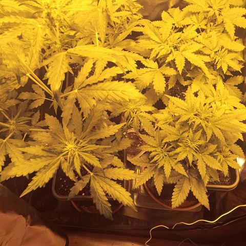 Gorila glue auto growlog timeline photo