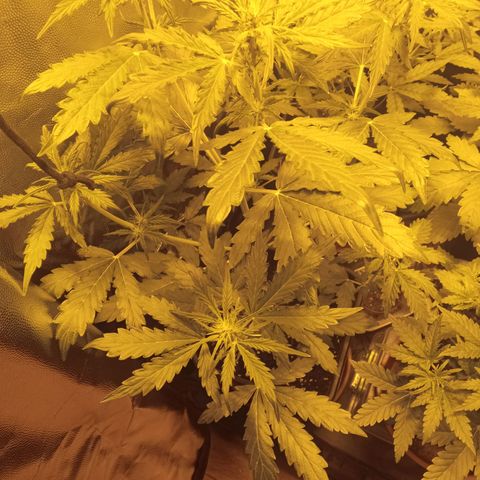 Gorila glue auto growlog timeline photo