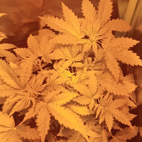 Gorila glue auto growlog timeline photo