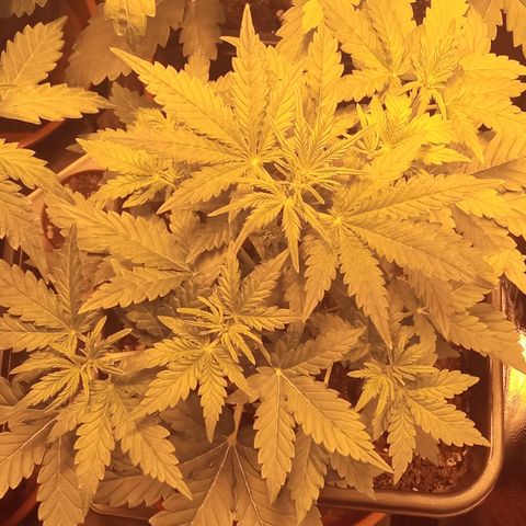 Gorila glue auto growlog timeline photo