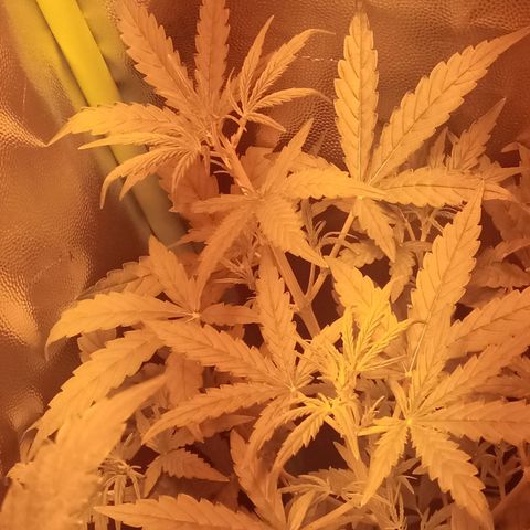 Gorila glue auto growlog timeline photo