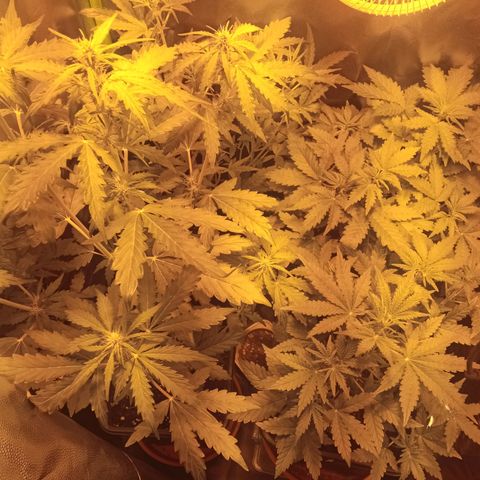 Gorila glue auto growlog timeline photo