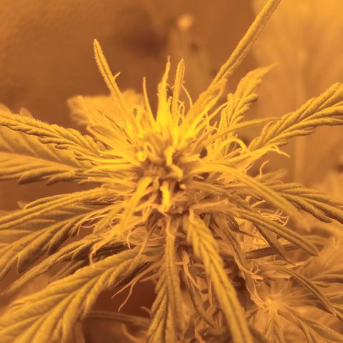 Gorila glue auto growlog timeline photo