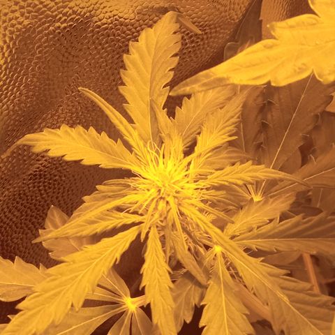Gorila glue auto growlog timeline photo
