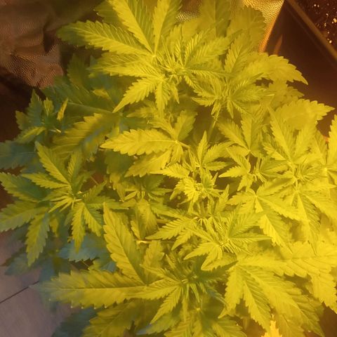Gorila glue auto growlog timeline photo