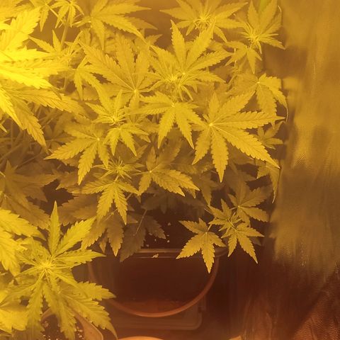 Gorila glue auto growlog timeline photo
