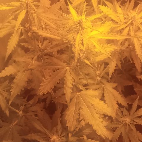 Gorila glue auto growlog timeline photo
