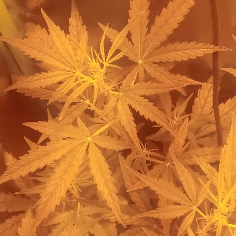 Gorila glue auto growlog timeline photo