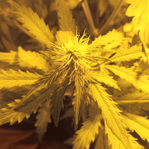Gorila glue auto growlog timeline photo
