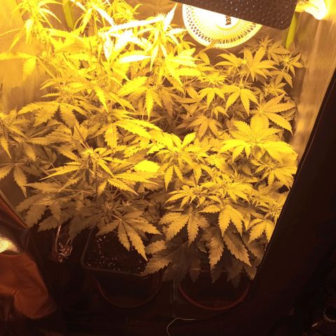 Gorila glue auto growlog timeline photo