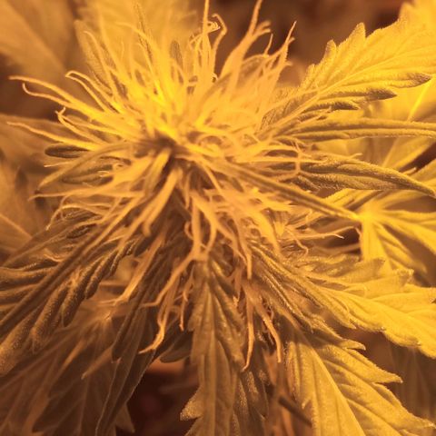 Gorila glue auto growlog timeline photo