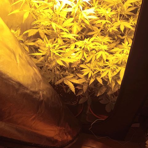 Gorila glue auto growlog photo: 1 ya está en floración. 2de las 3 restantes ya entraron en flora, la 4ta pequeña aún no está en flora 