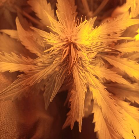 Gorila glue auto growlog photo: 1 ya está en floración. 2de las 3 restantes ya entraron en flora, la 4ta pequeña aún no está en flora 