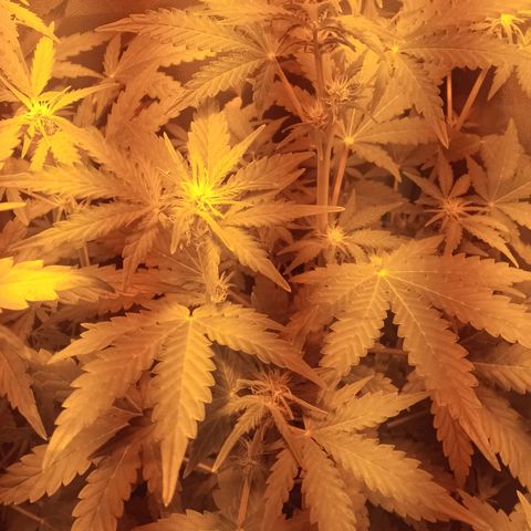 Gorila glue auto growlog timeline photo