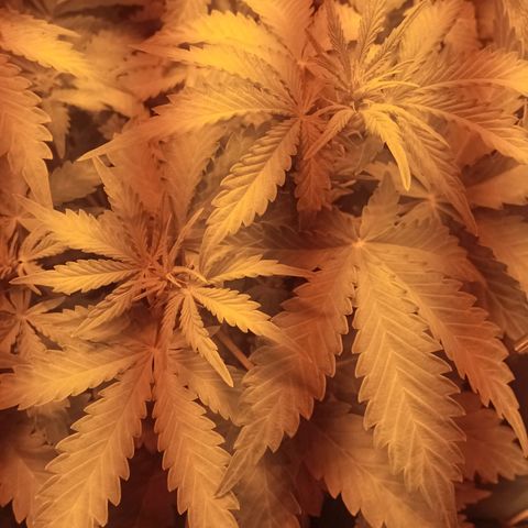 Gorila glue auto growlog timeline photo
