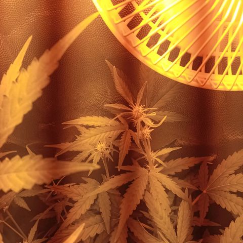 Gorila glue auto growlog timeline photo