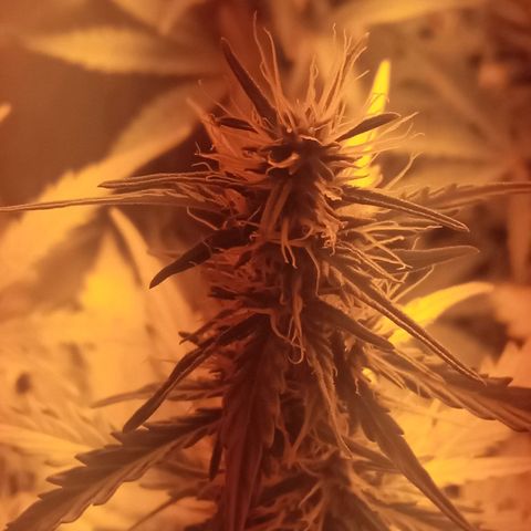 Gorila glue auto growlog timeline photo