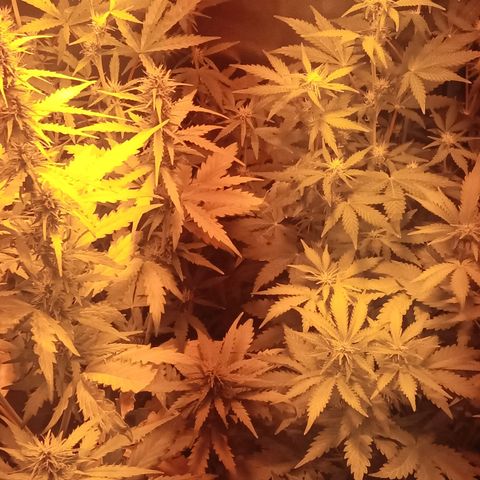 Gorila glue auto growlog timeline photo