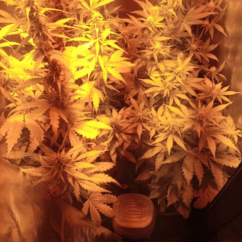 Gorila glue auto growlog timeline photo