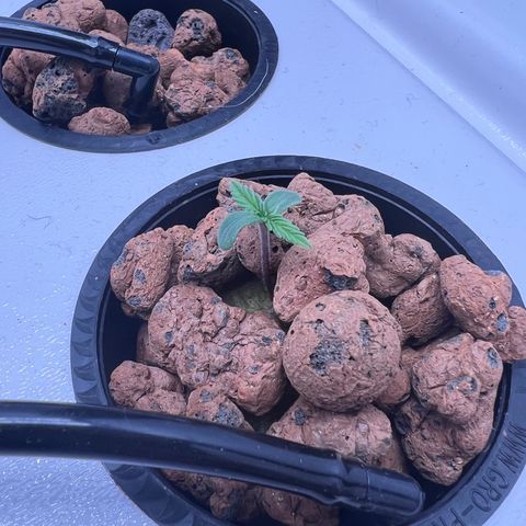 Green Thai growlog timeline photo