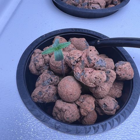 Green Thai growlog timeline photo