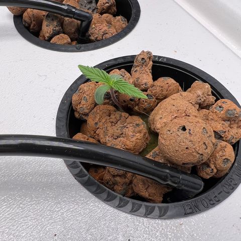 Green Thai growlog photo: They seem to be enjoying the higher humidity levels in the cabinet (now 60-65%)
