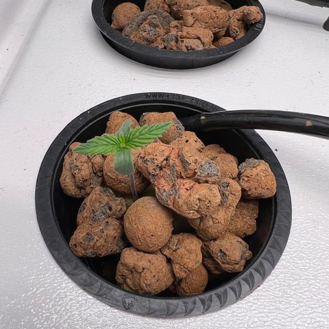 Green Thai growlog photo: They seem to be enjoying the higher humidity levels in the cabinet (now 60-65%)