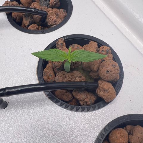 Green Thai growlog timeline photo