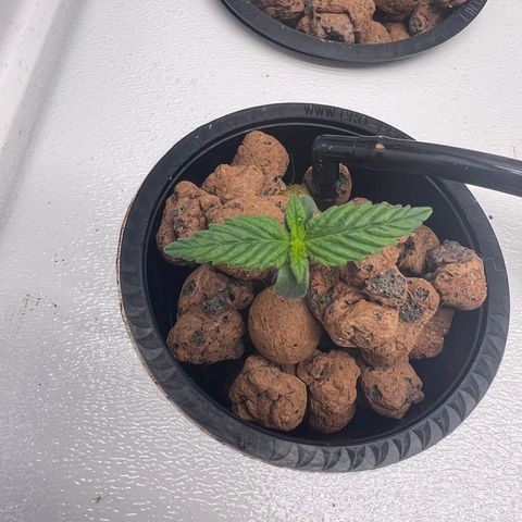 Green Thai growlog timeline photo