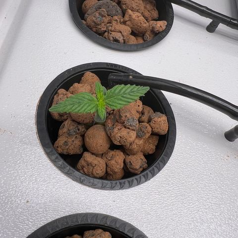 Green Thai growlog timeline photo