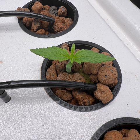 Green Thai growlog timeline photo